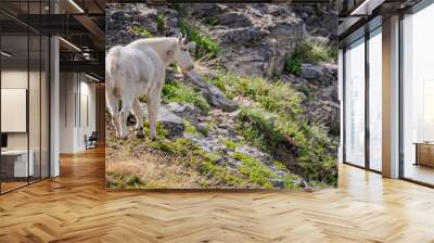 white goat on the meadow Wall mural