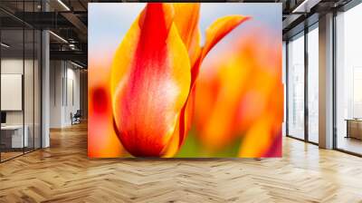 Orange and Red Tulip Flower with blurred background vertical Wall mural