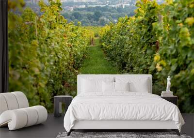 View through vines in the Rheingau area.  Wall mural