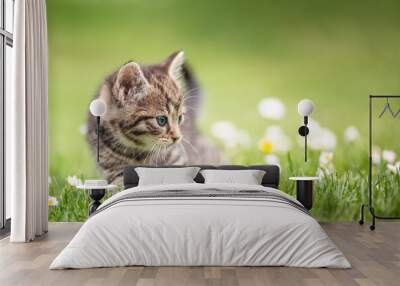 Adorable and curious little tabby kitten vigorously playing in the garden in the grass Wall mural