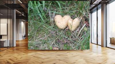 Two heart-shaped potatoes on grass Wall mural