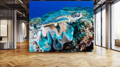 A Green Sea Turtle (Chelonia mydas) on a colorful tropical coral reef Wall mural