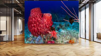 Beautiful, huge sponges deep on a tropical coral reef (Similan Islands, Thailand) Wall mural