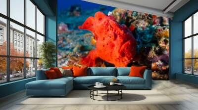 Brightly Colored Painted Frogfish (antennarius pictus) on a Tropical Coral Reef (Gato Island) Wall mural