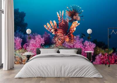 Colorful Lionfish patrolling a tropical coral reef at dusk Wall mural