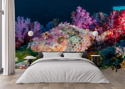 Colorful Scorpionfish on a tropical coral reef Wall mural