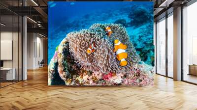 Family of Clownfish in their home on a tropical coral reef Wall mural