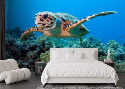 Hawksbill sea turtle on a tropical coral reef Wall mural