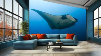 Huge, beautiful Oceanic Manta Ray in a tropical blue ocean (Ko Bon, Thailand) Wall mural