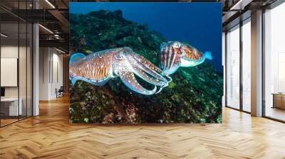 Mating Pharaoh Cuttlefish on a dark tropical coral reef in Myanmar Wall mural