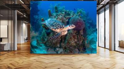 Small Hawksbill Sea Turtle on a Tropical Coral Reef Wall mural