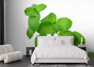 Apple Mint (Mentha suaveolens) Wall mural