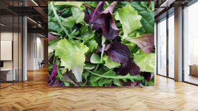 Fresh salad of mixed greens, mesclun, arugula, mache, lettuce, tender leaf vegetable meal Wall mural