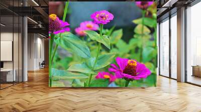 Showy zinnia flowers are still blooming in the garden in September Wall mural