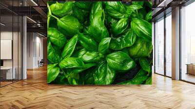 Basil leaves background photography Wall mural