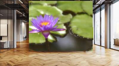 water lily 1 Wall mural