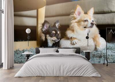 cute chihuahua dog  sit and relax on house floor waiting for his master Wall mural