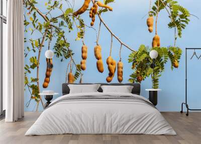 The tamarind on tree on sky background Wall mural