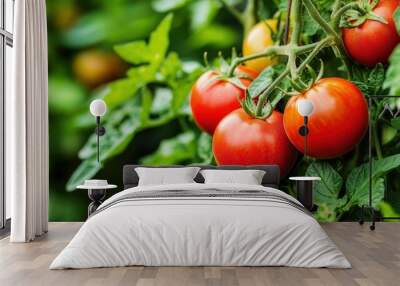 sunny garden, a tomato plant shows off its healthy green leaves and clusters of ripe tomatoes Wall mural