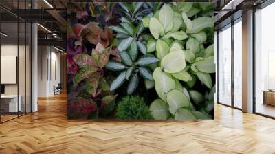 Aglaonema Plants Growing on Pots Wall mural