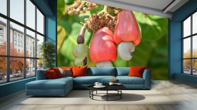 Cashew fruit Wall mural