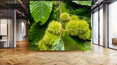 chestnut husk of Castanea pumila Wall mural