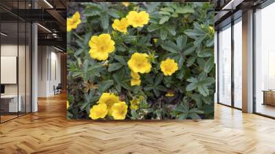 Potentilla aurea 'Goldklumpen' Wall mural