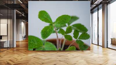 Close-up of strawberry plant leaves with water droplets in terracotta pot, fresh green foliage, indoor gardening, plant care on white background Wall mural