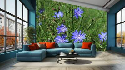 Chicory or Cichorium intybus flowers with green leaves in a field Wall mural