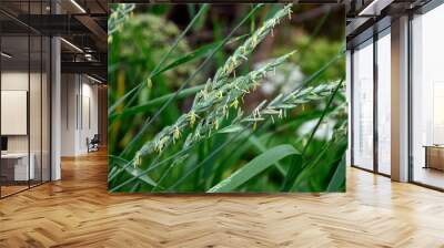 Couch grass green grass grows outdoors with dew .grass and weeds Elymus repens Wall mural