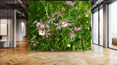 flowers of Ragged Robin, Lychnis flos-cuculi, Wall mural