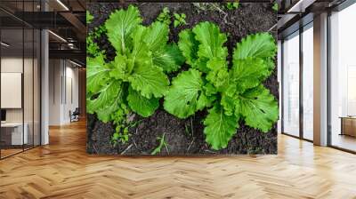 Young napa cabbage or Chinese cabbage, outdoor shot with natural light . Wall mural