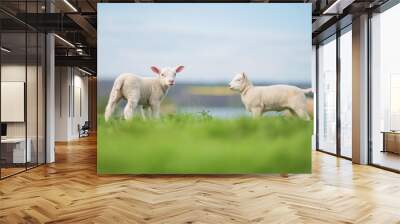 two lambs Wall mural