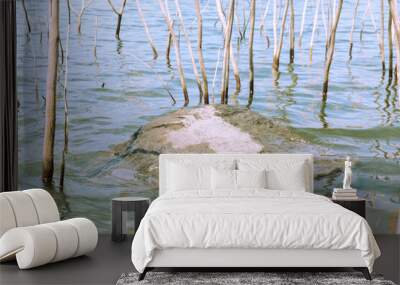 rocks and grass on the beach. stone podium for product display Wall mural