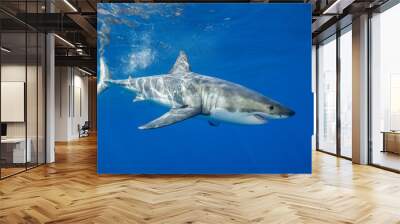 Great white shark underwater view, Guadalupe Island, Mexico. Wall mural