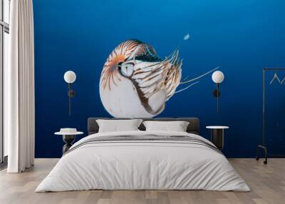 Nautilus swimming in blue water, Palau, Micronesia. Wall mural