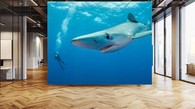 Underwater view of a blue shark, The Azores, Portugal. Wall mural