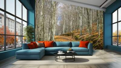 Beautiful beeches forest in the winter. Beeches forest in the region of Manteigas, Serra da Estrela - Portugal Wall mural