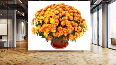 Chrysanthemums in flowerpot Wall mural