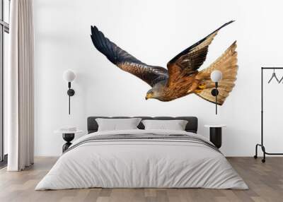 Agile red kite, milvus milvus, hunting in the air with open wings isolated on white background. Wild bird of prey maneuvering in the sky cut out on blank. Animal wildlife in nature. Wall mural