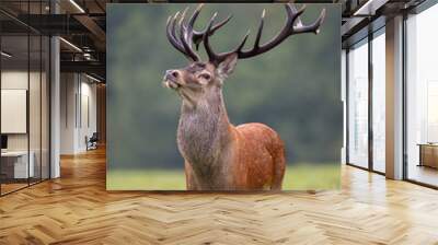 Big red deer, cervus elaphus, stag standing proudly. King of forest with strong antlers. Dominant male animal in wilderness. Wall mural