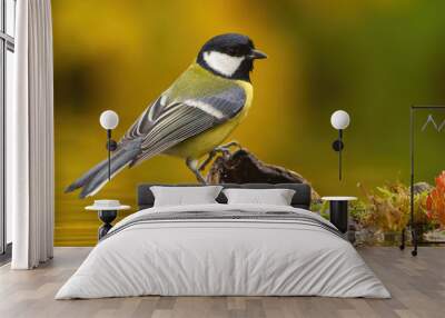 Colorful Great tit, parus major, sitting on wood above water pond in autumn. Little bird resting in nature with blurred background . Wild small animal near lake. Wall mural