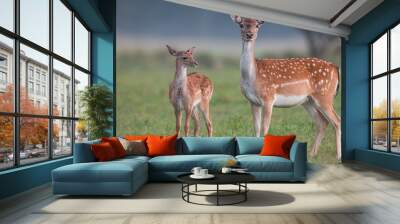 Doe and fawn fallow deer, dama dama, in autumn colors. Detailed image of two wild animals with blurred background. Wildlife scenery with cute mammals watching. Family concept. Wall mural