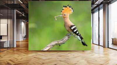 Eloquent eurasian hoopoe, upupa epops, sitting on a branch with white larva in beak on green background. Wild bird with open crest from feathers perched from side view in summer nature. Wall mural