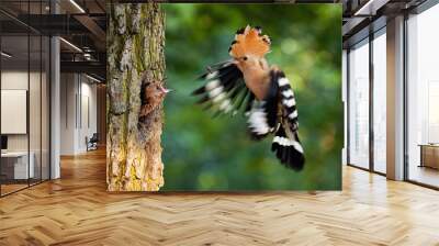 Eurasian hoopoe breeding in nest inside tree and feeding young chick. Parent bird passing food to young offspring midair. Wild animal with wings and crest landing down. Wall mural