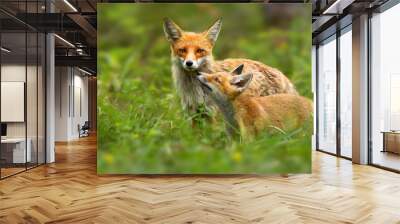 Family of red fox, vulpes vulpes, mother and young cub touching with noses in green summer nature. Close interaction between female adult mammal and her offspring. Animal wildlife. Wall mural