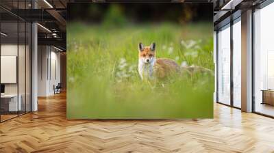 Fluffy red fox, vulpes vulpes, on a green meadow with flowers in summer nature. Alert mammal watching with interest into camera on grassland with copy space. Wall mural