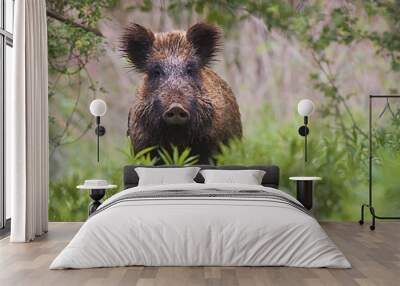 Front view of wild boar, sus scrofa, standing partially hidden in tall vegetation in spring forest. Wild animal in nature facing camera with copy space. Wall mural