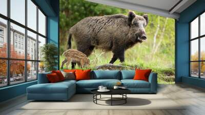 Happy wild boar, sus scrofa, mother and little striped piglet grazing on glade in spring nature. Positive scenery from wilderness with animal wildlife. Young baby mammal feeding on green grass . Wall mural