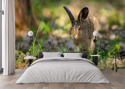 Little brown hare, lepus europaeus, jumping on grass in spring nature. Cute wild rabbit skitting in forest in springtime. Long-eared animal approaching in woodland with copy space. Wall mural